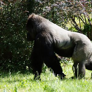 Gorilla gorill gorilla