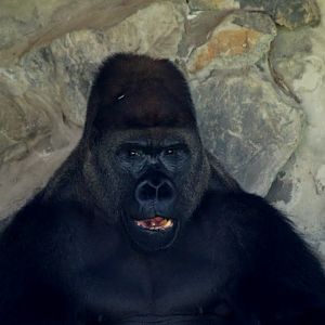 Gorilla gorilla gorilla