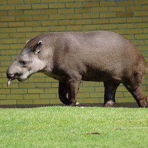 Tapirus terrestris