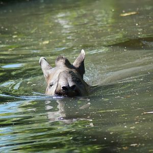 Tapirus terrestris