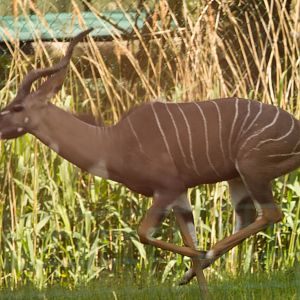 Male Kudu