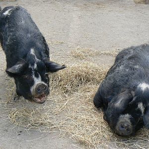 Askham Bryan Agricultural College- Kune kune Pigs