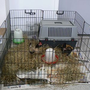 Askham Bryan Agricultural College- Chickens