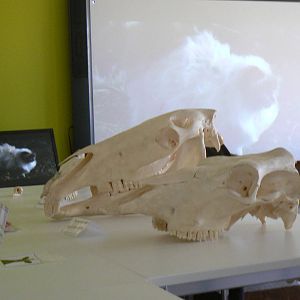 Askham Bryan Agricultural College- Skulls