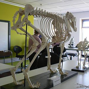 Askham Bryan Agricultural College- Skeletons.