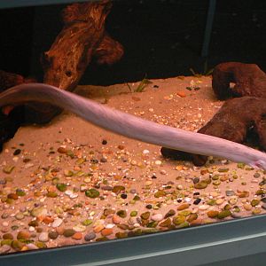 Askham Bryan Agricultural College- Siren