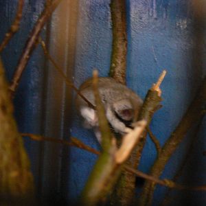 Askham Bryan Agricultural College- Asian Garden Dormouse