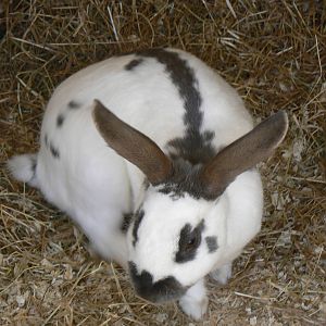 Askham Bryan Agricultural College- Rabbit