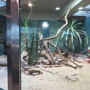 Carnivore house - mongoose