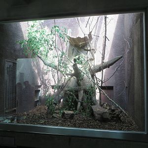 Carnivore house - Tayra indoors