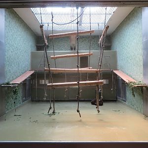 Primate house - indoors