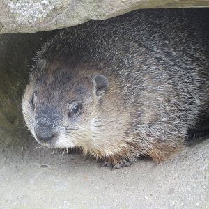 Woodchuck