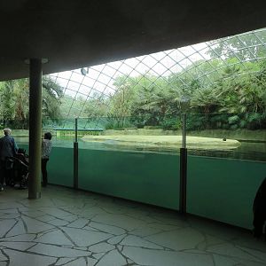 Hippo indoors