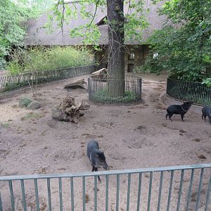 Collared pecari enclosure