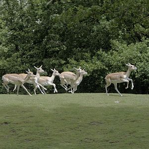 Blackbuck running