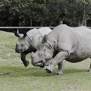Asha and Komala racing