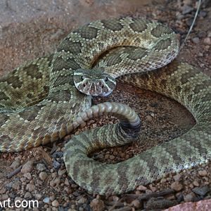 mohave rattlesnake