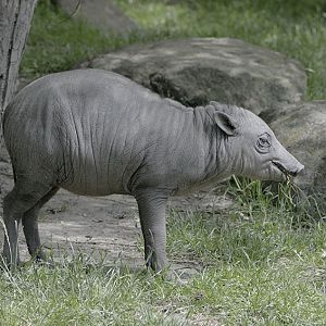 Babirusa juvenile
