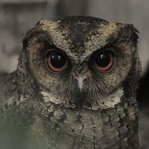 Philippine scops owl