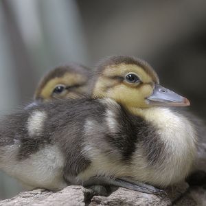 White-winged wood ducklings (1)