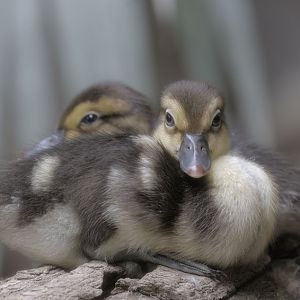 White-winged wood ducklings (2)
