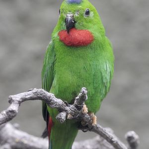 Blue-crowned hanging parrot (1)