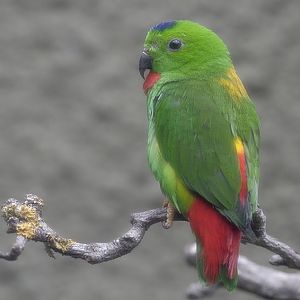 Blue-crowned hanging parrot (2)