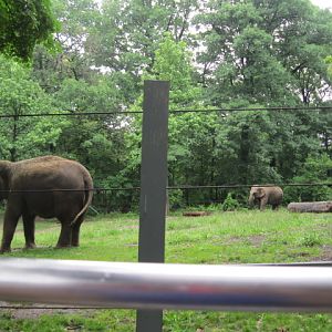 Asian Elephants