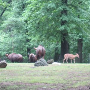 Gaur and Brow-Antlered Deer