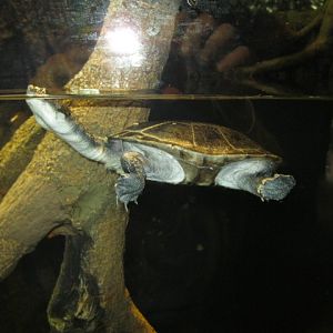 Turtle in Jungle World