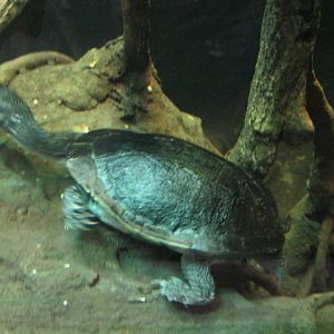 Turtle in Jungle World