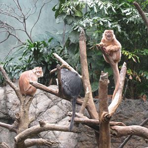Monkeys in Jungle World