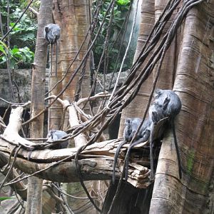 Monkeys in Jungle World