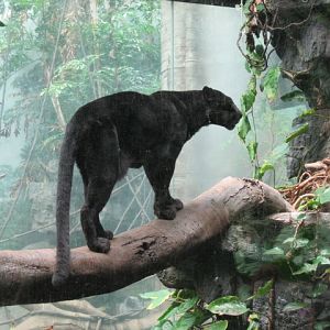 Black Leopard