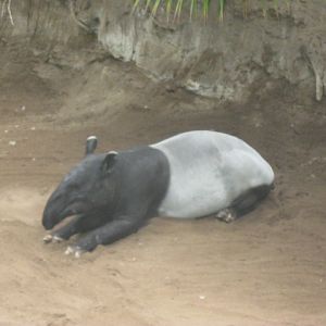 Malayan Tapir