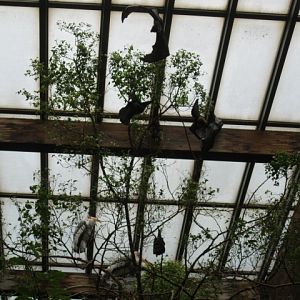 Stork and Fruit Bats