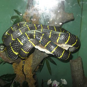 Snake in Jungle World