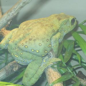 Frog in Jungle World