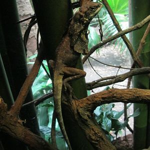Lizard in Jungle World