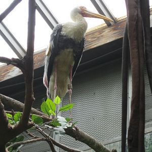 Stork in Jungle World