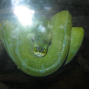 Snake in Jungle World