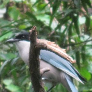 Bird in Jungle World