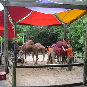 Camels Getting Ready for a Day of Giving Rides