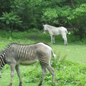 Grevy's Zebras