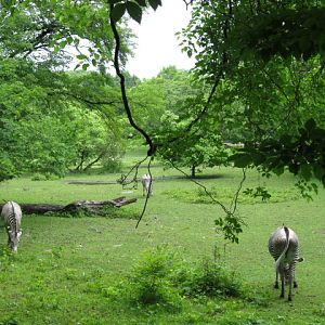 Grevy's Zebras - Head and Tail Views