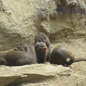Dwarf Mongooses