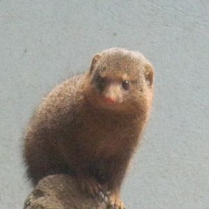 Dwarf Mongoose