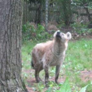 Spotted Hyena Checking out a Squirrel