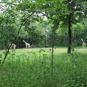 Giraffes and Ostriches