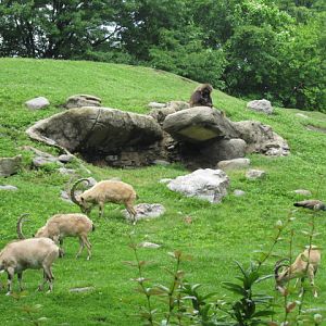 Nubian Ibex and Geladas